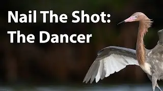 Nail The Shot: Dancing Reddish Egret (wildlife photography)