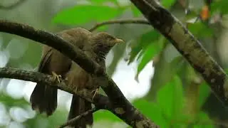 Top12 Strangest Birds on Earth🐦 | Unbelievably Beautiful Nature Sounds 4K | Nature Sounds &Relaxing