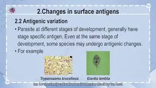 7.4Immune evasion of parasites