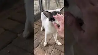 Fox vs Wolf