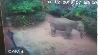 Elephant chasing dogs: Stunning video goes viral