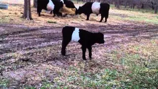 8 DAYS OLD! Clover the baby miniature Belted Galloway heifer