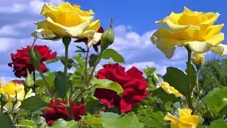 5 Native Roses Free #rose #roses #roselover #gardening #plants #plantlover