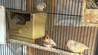 La nueva voladera 2da parte .