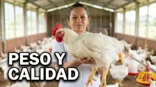 POLLOS DE LINEA ORG&Aacute;NICOS