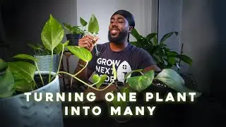 Pothos Propagation: Turn One Vine into a Thriving Plant Collection