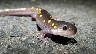 The Salamander Channel! (Channel Intro)