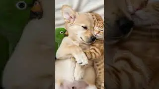 A Puppy Kitten and Parrot Sleep Together Cuteness Overload #pets #animals #cute