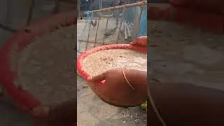duck food mixeding #duck #duckegg #duckchicks #duckling #duckfarm