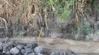 YELLOW-TAILED CRIBO ! WHAT AN INCREDIBLE SNAKE! ITS TAIL IS SO THIN...QUE SERPENTE LEGAL!