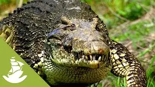 The diet of the Cuban crocodile