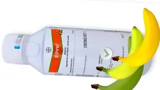 C&Oacute;MO MADURAR PL&Aacute;TANOS 