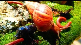 The Hidden World: Daily Journey of Millipedes, Snails, and Rhino Beetles #Insects #ForestLife 