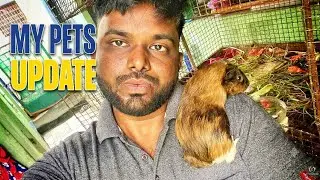My Pets Update | Guinea  Pigs Breeding Setup | Love Birds | Persian Cats