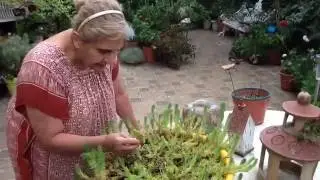 ¡Otro tour por mi jardín!