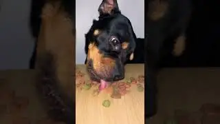 Funny Viral Dog Eats dog Biscuits Reaction 😱 #funny #viral #trending #shorts