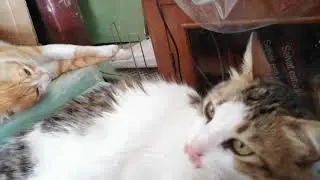 Mis gatos Marco y Nanabel durmiendo