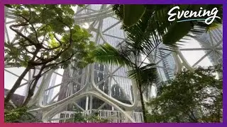 Evening Unwind: Amazon Spheres