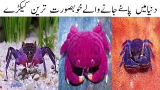 Most Amazing and Beautiful Crabs in the World|دنیامیں پاۓجانےوالےخوبصورت کیکڑے
