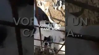 Vorresti Un Cane Ma&hellip; | Leggi La Descrizione, TI ASPETTIAMO!!! #shorts #volontari #puppy #dogs