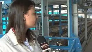 Como criar codornas