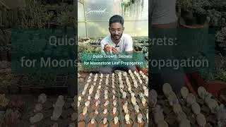 Quick Growth Secrets for Moonstone Leaf Propagation #succulenttips #propogationsecret#