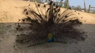 Roue de paon