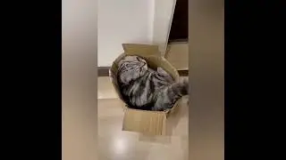 Эти коты и собаки буквально развалили YouTube! подборка лучших домашних приколов 2025 года