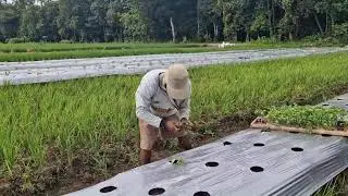 THE SECRET OF SMART FARMERS TO PLANTING CHILI SEEDS QUICKLY MANUALLY! - Agriculture Farming
