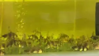 Highfin sucker