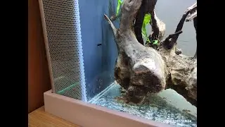 Easy and free DIY Fluval Spec filter bypass plug