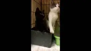 Headbanger Kittens