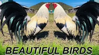 Clement Grey McLean Hatch Sweater 20k Kelso Kentucky Pablo Lopez Mezquite Farm Beautiful Birds