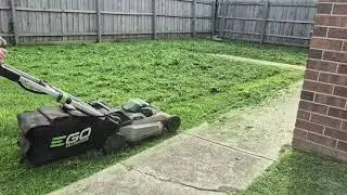 Regular cut when the grass starts growing again #backyard #yardcleanup #lawncare