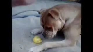 Maya -  Project Lemon