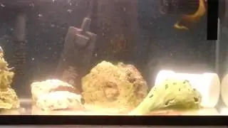 Lemon peel tang