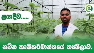 නවීන කෘෂිකර්මාන්තයේ තක්ෂිලාව - Learn About Modern Agriculture