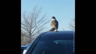 God is in control | A hawk on my friend's car | Job and Jeremiah