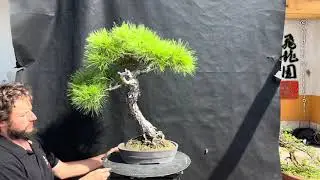 Pinus densiflora 25-436