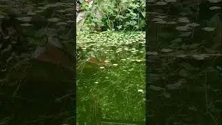 Mancing Danau Toba edisi Spot favorite bulan ini​ #mancing​ #mancingdanautoba​ #shortvideo​