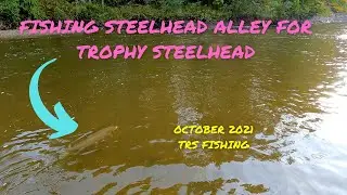 Fishing Steelhead Alley for monsters! Erie Tributary fishing.