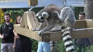 Primate feeder - Team Building event at Yorkshire Wildlife Park