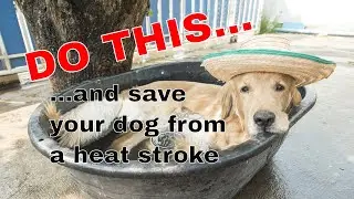 The dog days of Summer will affect your dog!