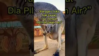 Kanggaru ni memang samseng&hellip; #TauTak #FaktaHaiwan #Kanggaru#SeramTapiBenar #MisteriAlam #AnimalFacts