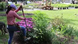 Adding the Last Annual Color to the Berm | Gardening with Creekside