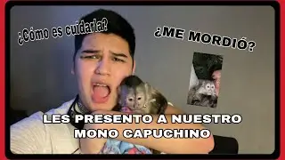&iquest; C&oacute;mo es cuidar a un mono capuchino ?
