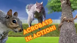 Eastern Gray Squirrels: Unbelievable Acrobatics and Surprising Facts!
