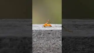 Bee 🐝 Photography 🔥🔥|| Photography tips and tricks|| #india #shorts #photography