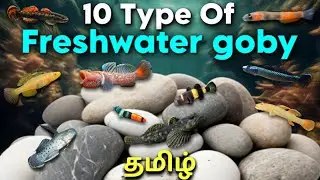 10 Type of Freshwater goby fish | Aquarium fish | Tamil