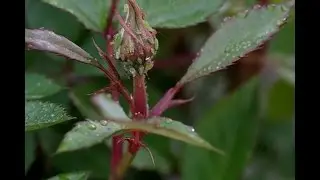 Managing Aphids on Roses